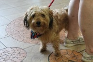 Humane society, Kitty Kat Haven to hold pet adoption events Oct. 24