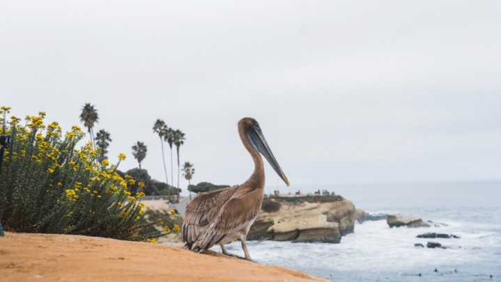 SeaWorld San Diego returns pelican to wild after being rescued far from its habitat in desert