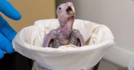 World’s rarest parrot, extinct in wild, hatches at zoo