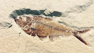 Descubren en Puebla un ‘acuario petrificado’ de 90 millones de años con nueva especie de pez