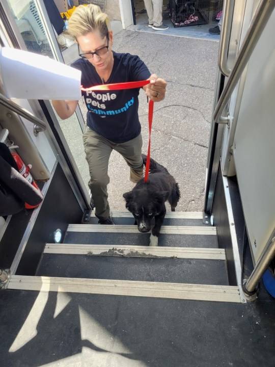 Albuquerque animal shelters take in puppies from Gallup