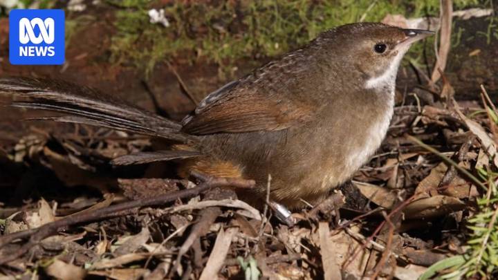 Songbird heard for first time since 1890s in WA park