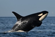 Southern resident killer whales show signs of slow decline toward disappearance