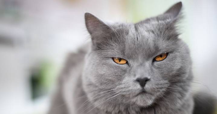 Behaviourist explains common mistake that won't make a cat want to come near you