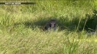 Monkeys escape from overturned truck on Mississippi highway