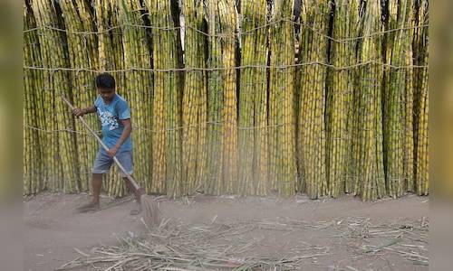 Haryana govt’s Diwali gift to farmers: Hikes sugarcane price to ₹415/quintal
