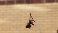 Black widow spiders found at Westfield High School in Chantilly