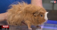 Guinea pig visits the WAND studios from Scovill Zoo