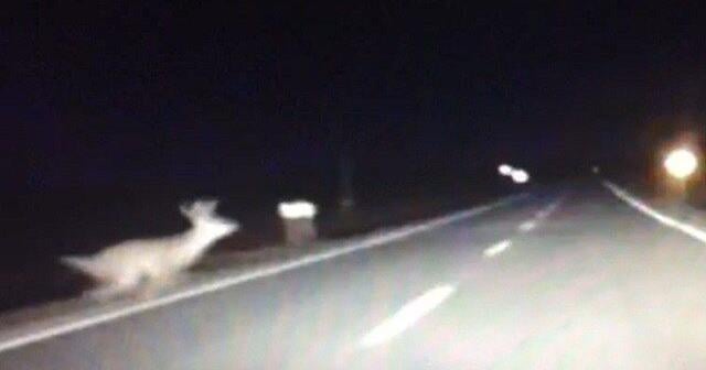 Kansas agencies warn of increase in crashes involving deer
