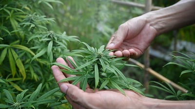 3 Best Marijuana Stocks to Buy in October