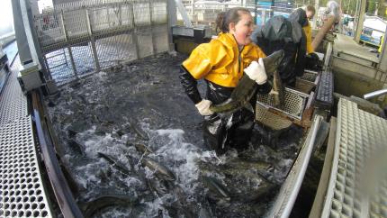Southwest Washington fish hatchery set to close as WDFW cuts back due to funding