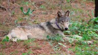 California euthanizes 4 gray wolves after 'unprecedented' surge in livestock kills : NPR