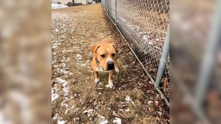 Dog In Illinois Reaches 365 Days In A Kennel And Stops Believing Anyone Will Come