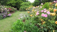 Romanticize Your Garden With The Latest Rose Trend That Will Be Everywhere In 2026