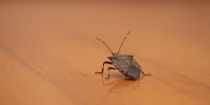 Stink Bugs Invade in the Fall—Here’s What to Do About Them