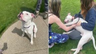 Pittie In Pennsylvania Shelter Shows Nothing But Love, But Still Has No Home