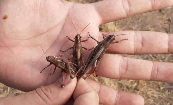 Declararon estado de emergencia en Argentina por la invasión de un insecto voraz