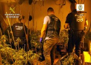 La Guardia Civil desmantela en Águilas dos invernaderos clandestinos con más de 800 plantas de marihuana
