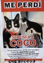 Buscan a un gato desaparecido en la Zona de El Rinconín, en Gijón