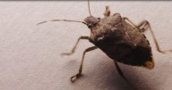 Unwanted Fall house guests