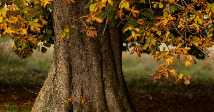 Autumn colour lights up Newark Park as National Trust estate opens free trails