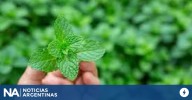 El poderoso truco de poner hojas de menta en la almohada: cómo actúa y qué beneficios brinda