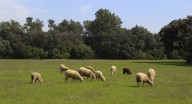 Ayudas para ganaderos que apuesten por las razas autóctonas en Extremadura