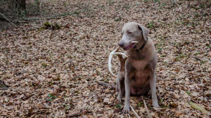 Lawmakers advance dog deer hunting rule near Talladega National Forest