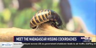 Zoo Buddy: Madagascar Hissing Cockroaches!