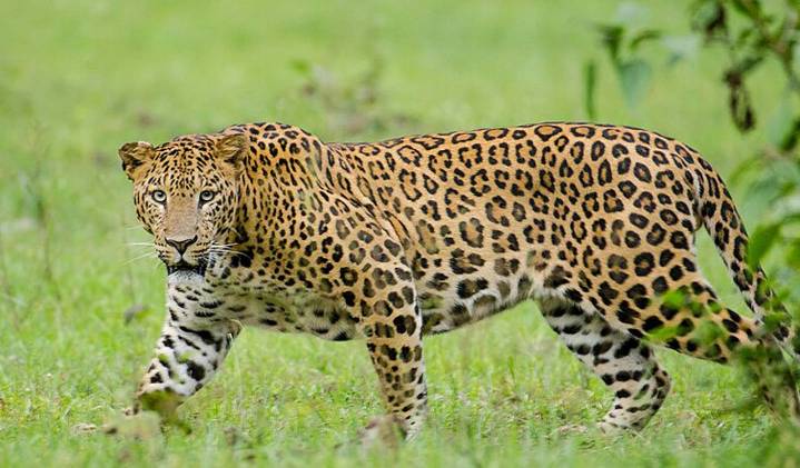 Telangana: Suspected leopard sighted near Choutuppal, search on