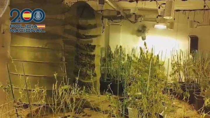 12 detenidos en Cartagena por la Policía Nacional en un secadero de marihuana