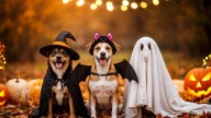 Pet safety ahead of Halloween, adoption event
