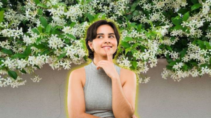 Esta es la planta trepadora que es resistente y que convierte cualquier espacio en un paraíso verde