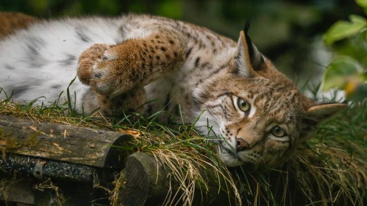 The lynx effect! Abandoned big cats settling into new Scottish home