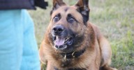 Nags Head police mourn death of K9 Bak, a week after his retirement