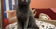 HCH Pet of the Week: Alexander