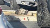 California Rescue Team Notices A Shivering Pile Of Fur By The Line Of Cars And Holds Their Breath