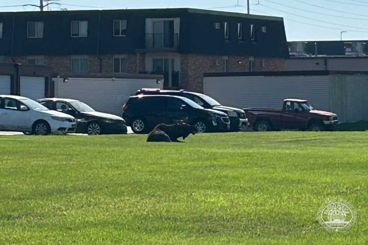 Moose wanders from north Fargo into city, draws attention near Petco