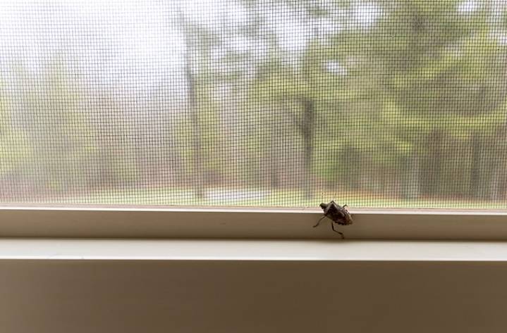 'Fall invaders': The insects seeking shelter in Ohio homes and how to keep them out