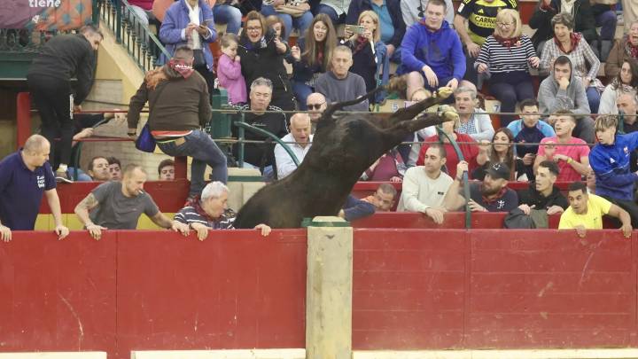 Espectáculo en la plaza de toros: la vaquilla Extremeña salta ocho veces al callejón