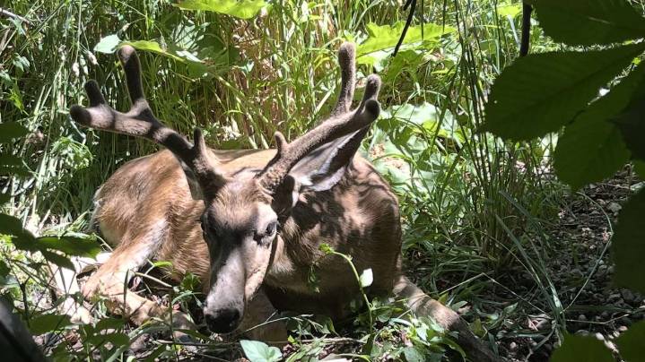 Why Utah will require chronic wasting disease testing in Ogden's 2026 deer hunt
