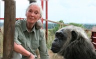 Muere Jane Goodall, la reconocida investigadora de la vida salvaje y defensora de los derechos animales, a los 91 años