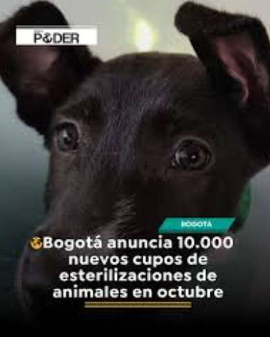 Bogotá anunció 10.000 nuevos cupos de esterilizaciones de animales en octubre