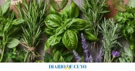 Las 5 plantas aromáticas que mantendrán tu casa perfumada y libre de mosquitos