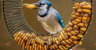 As the garden winds down, it's time to care for winter