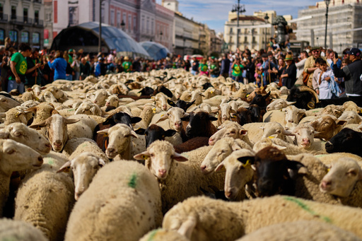 Madrid's annual 'Transhumance' festival of sheep and goats draws huge crowds
