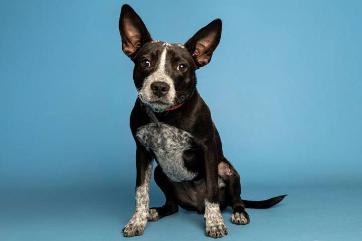 Dog Finds Loving Home After Being Rescued from Extreme Heat