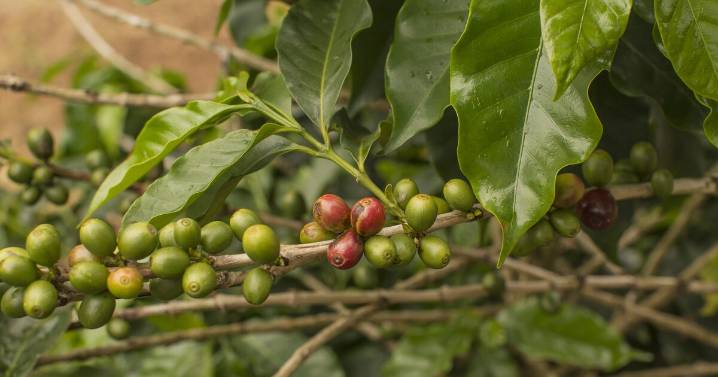 La expansión del café en Brasil dispara la deforestación y presiona los precios globales