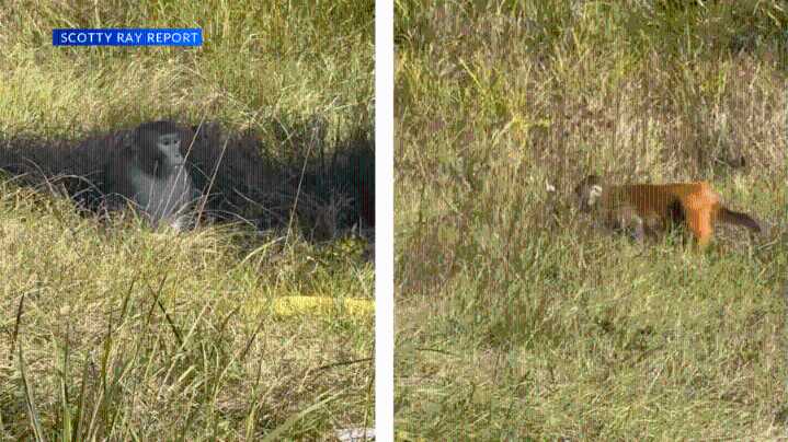 "There's monkeys everywhere!" Man describes chaotic scene on Mississippi Interstate