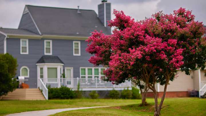Clear Signs You May Be Overwatering Your Crepe Myrtle Tree
